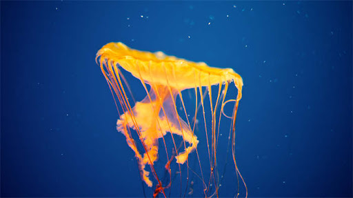 九游体育:同屏水族馆快截图公司拍摄也有了“家庭版”; 九游体育:同屏水族馆快截图公司拍摄也有了“家庭版”;